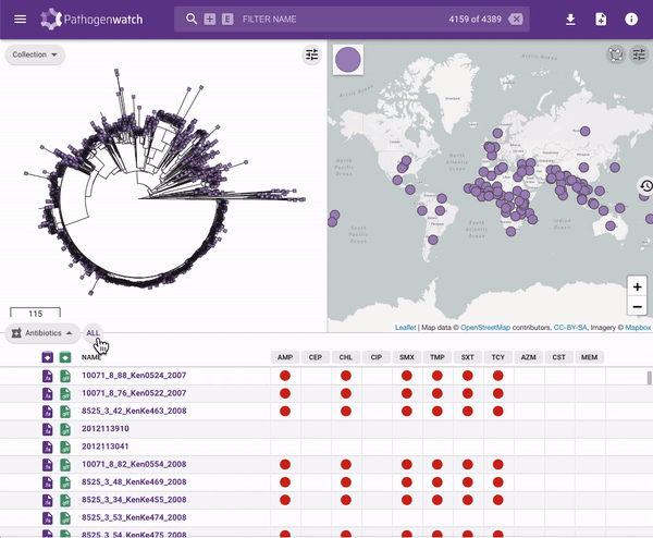 Animated gif showing usage of Pathogenwatch app for genomic data